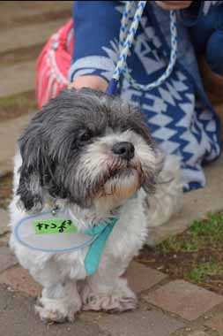 f:id:animal_protections:20160311144631j:image f:id:animal_protections:20160311144631j:image