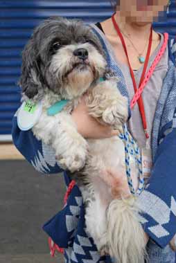 f:id:animal_protections:20160311144633j:image f:id:animal_protections:20160311144633j:image