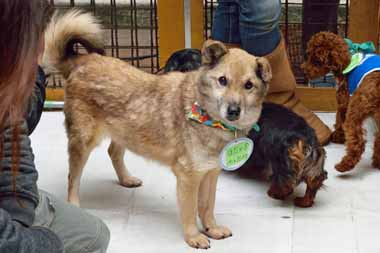 f:id:animal_protections:20160317222155j:image