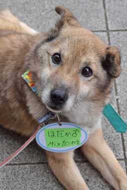 f:id:animal_protections:20160317222157j:image