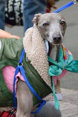 f:id:animal_protections:20160408135827j:image f:id:animal_protections:20160408135827j:image