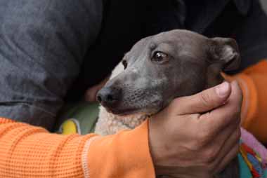 f:id:animal_protections:20160408135828j:image f:id:animal_protections:20160408135828j:image