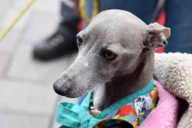 f:id:animal_protections:20160408135829j:image f:id:animal_protections:20160408135829j:image
