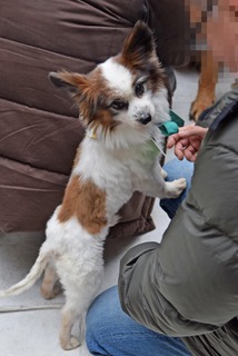 f:id:animal_protections:20160412145217j:image