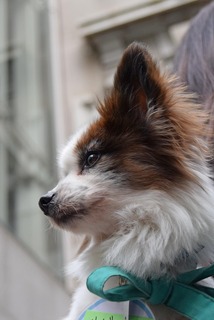 f:id:animal_protections:20160412145218j:image