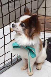 f:id:animal_protections:20160412145219j:image