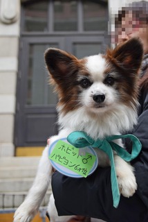 f:id:animal_protections:20160412145220j:image