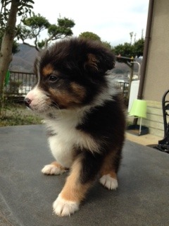 No 1461 ロッティ ｵｰｽﾄﾗﾘｱﾝｼｪﾊﾟｰﾄﾞ 4ヶ月 アニマルプロテクションの犬 猫紹介