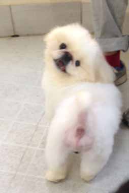 f:id:animal_protections:20160516114331j:image f:id:animal_protections:20160516114331j:image