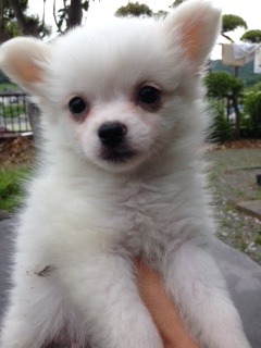 f:id:animal_protections:20160606115321j:image