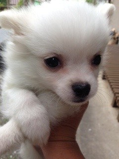 f:id:animal_protections:20160606115322j:image