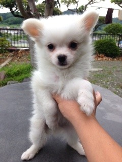 f:id:animal_protections:20160606115323j:image