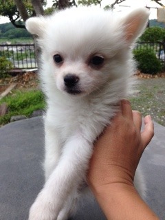 f:id:animal_protections:20160606115324j:image