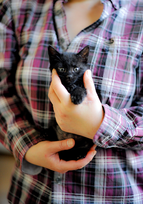 f:id:animal_protections:20160613104711p:image