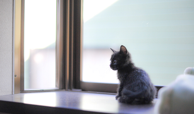 f:id:animal_protections:20160613104712p:image