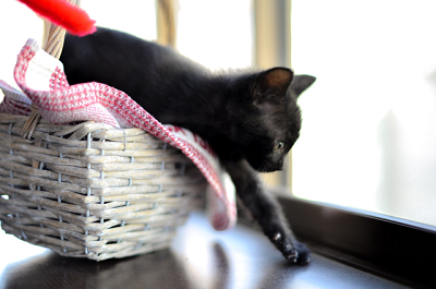 f:id:animal_protections:20160613104713p:image