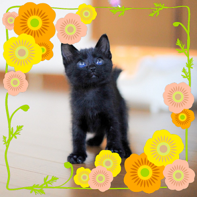 f:id:animal_protections:20160613104714p:image