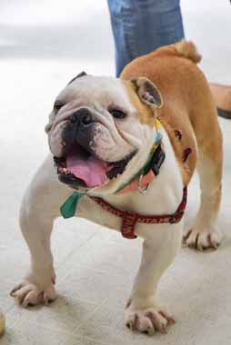f:id:animal_protections:20160701095444j:image f:id:animal_protections:20160701095444j:image