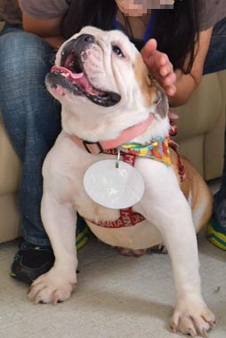 f:id:animal_protections:20160701095446j:image f:id:animal_protections:20160701095446j:image