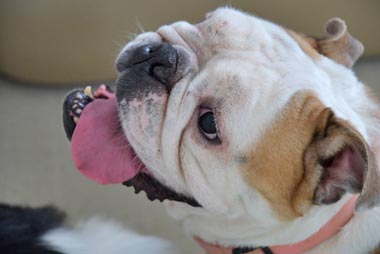 f:id:animal_protections:20160701095447j:image f:id:animal_protections:20160701095447j:image