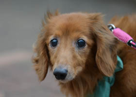 f:id:animal_protections:20160701095455j:image f:id:animal_protections:20160701095455j:image