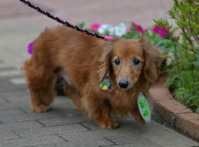 f:id:animal_protections:20160701095456j:image f:id:animal_protections:20160701095456j:image