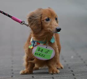f:id:animal_protections:20160701095457j:image f:id:animal_protections:20160701095457j:image
