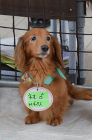 f:id:animal_protections:20160701095459j:image f:id:animal_protections:20160701095459j:image