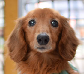 f:id:animal_protections:20160701095500j:image f:id:animal_protections:20160701095500j:image