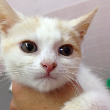 f:id:animal_protections:20160701101058j:image
