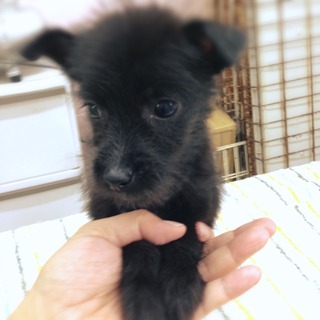 f:id:animal_protections:20160816123745j:image