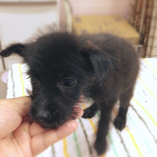 f:id:animal_protections:20160816123746j:image