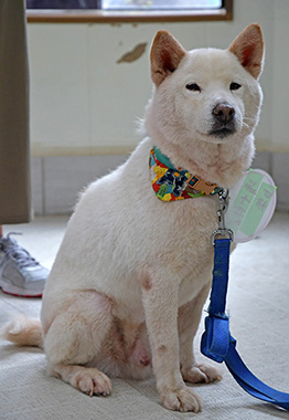 f:id:animal_protections:20160822124606j:image f:id:animal_protections:20160822124606j:image