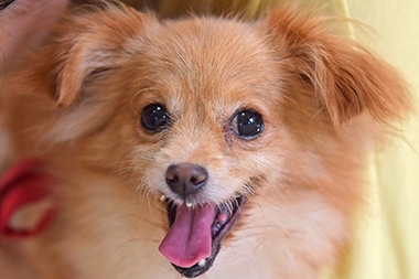 f:id:animal_protections:20160822140208j:image