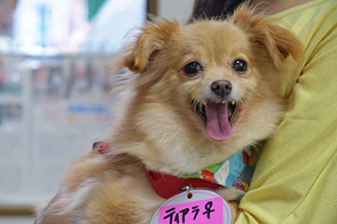 f:id:animal_protections:20160822140209j:image