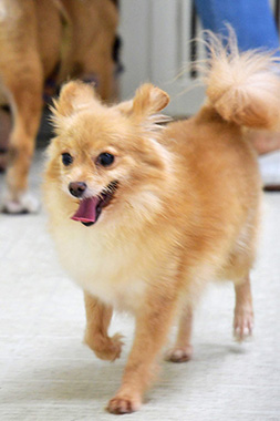 f:id:animal_protections:20160822140211j:image