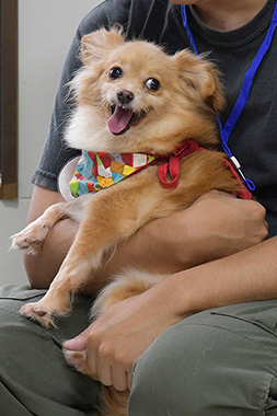 f:id:animal_protections:20160822140213j:image