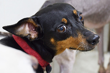 f:id:animal_protections:20160908232329j:image