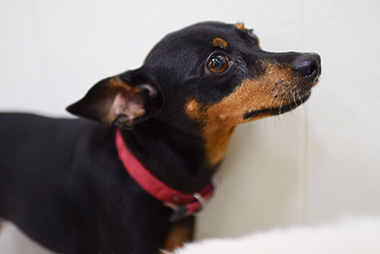 f:id:animal_protections:20160908232330j:image