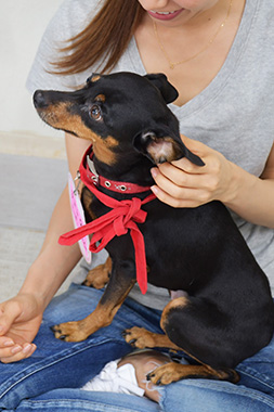 f:id:animal_protections:20160908232331j:image
