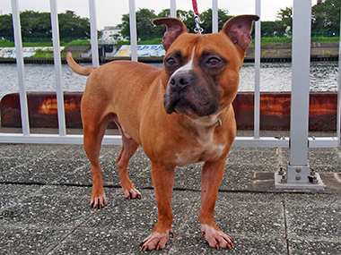 f:id:animal_protections:20160914000030j:image