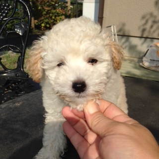 f:id:animal_protections:20160921211741j:image