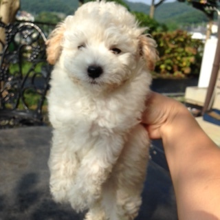 f:id:animal_protections:20160921211742j:image