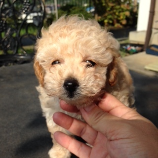 f:id:animal_protections:20160921214613j:image