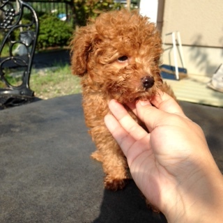 f:id:animal_protections:20160921215010j:image