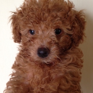 f:id:animal_protections:20160921215012j:image