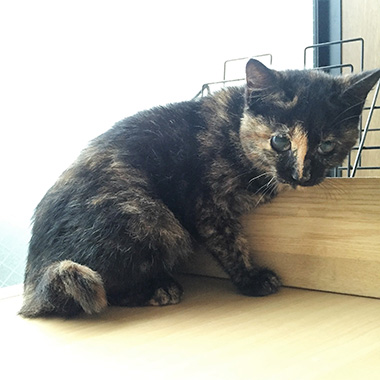 f:id:animal_protections:20160928073638j:image