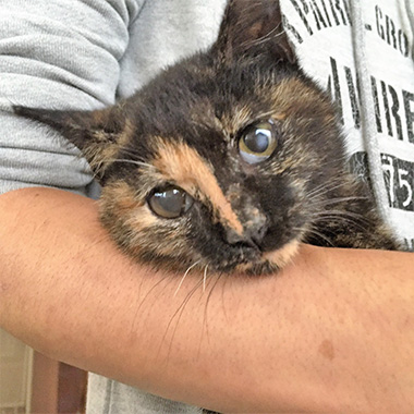 f:id:animal_protections:20160928073639j:image