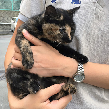 f:id:animal_protections:20160928073641j:image