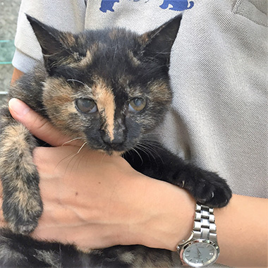 f:id:animal_protections:20160928073642j:image
